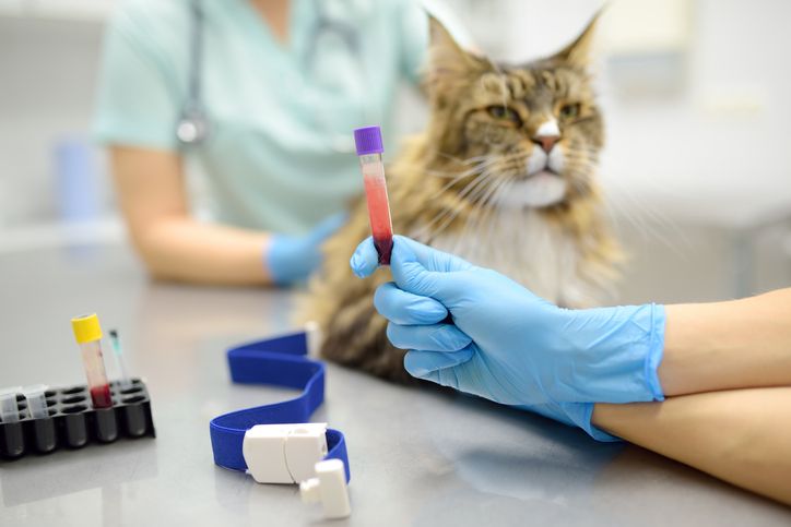 bloodwork
