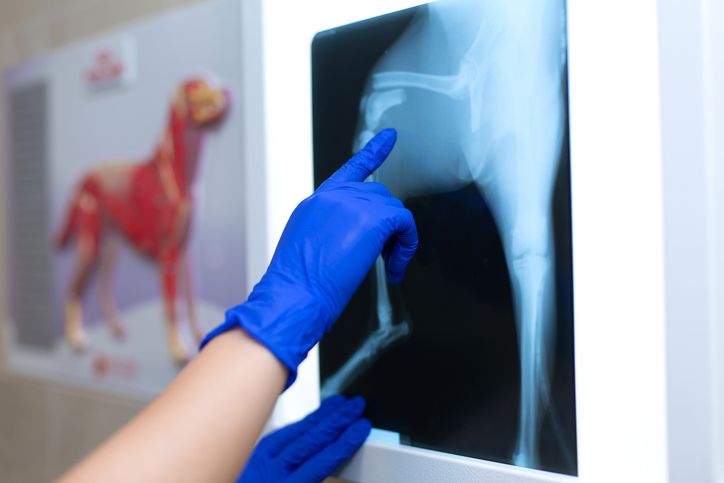 xrays